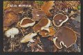 Peziza micropus-amf1401